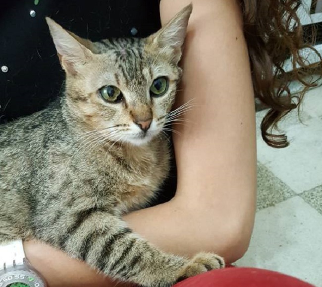 Animals Lebanon Adopt