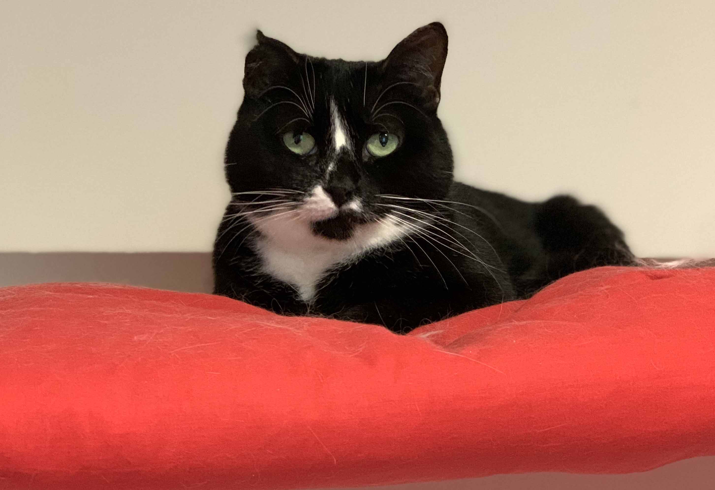 Animals Lebanon Adopt