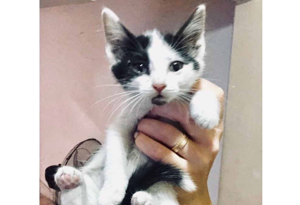 Animals Lebanon Adopt