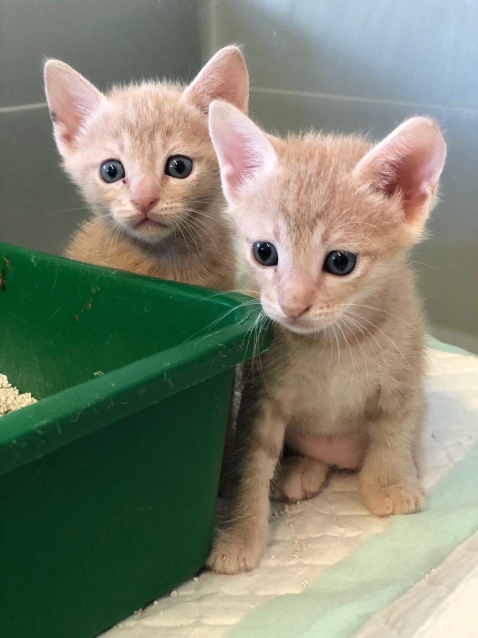 Animals Lebanon Adopt