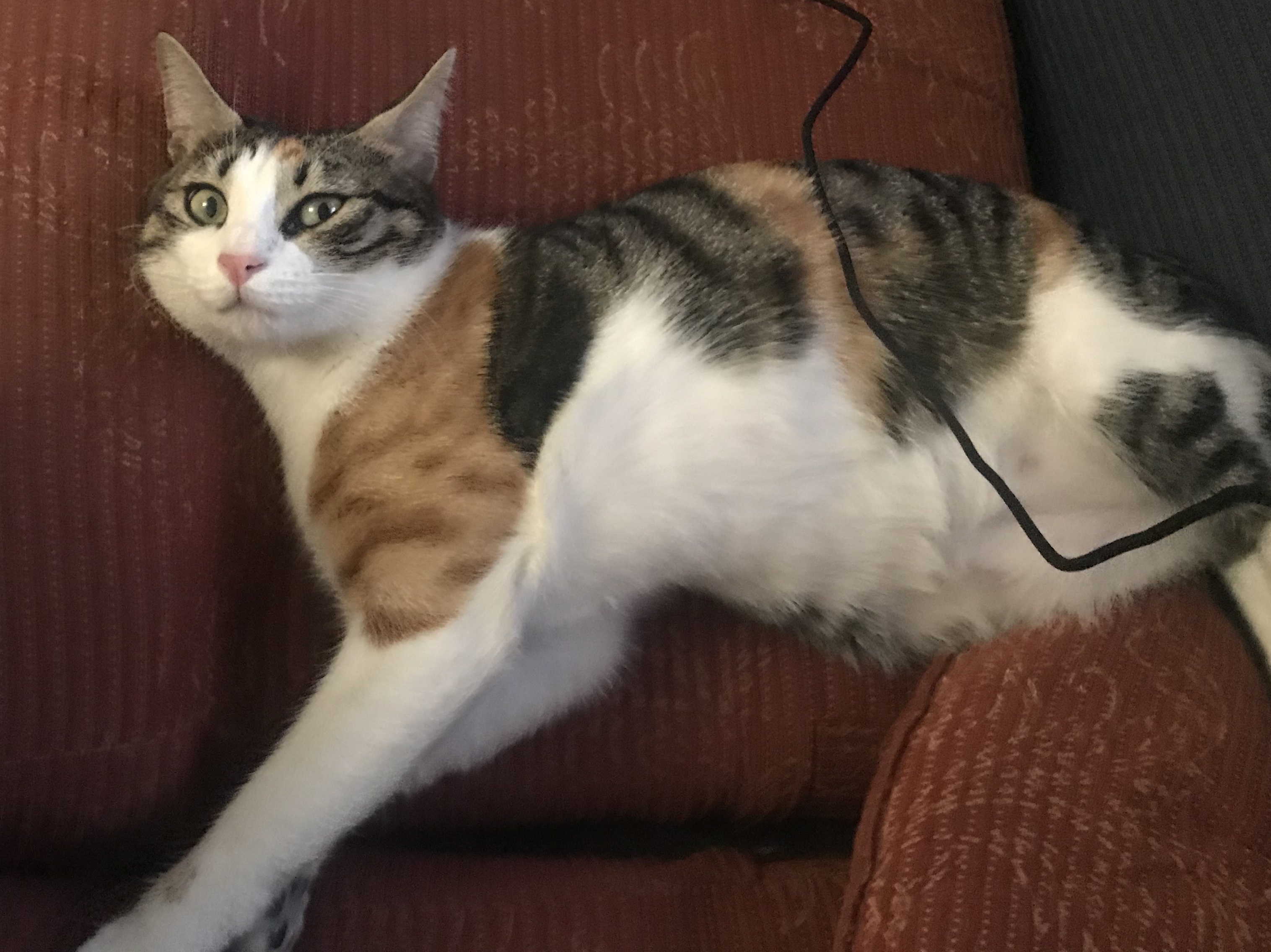 Animals Lebanon Adopt