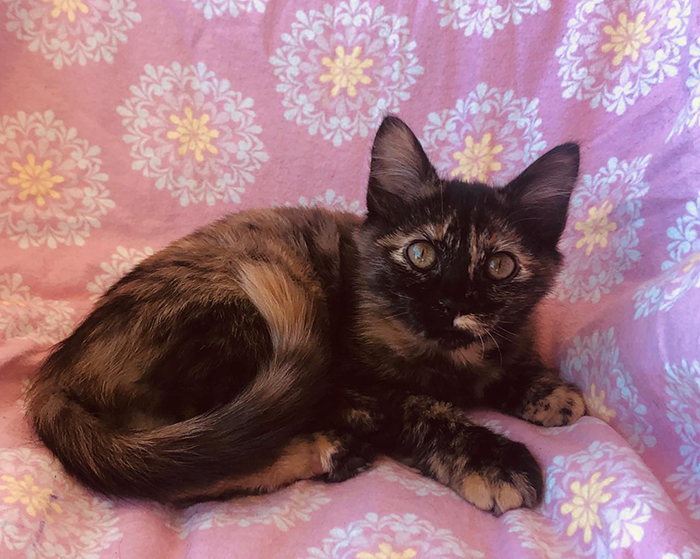 Animals Lebanon Adopt