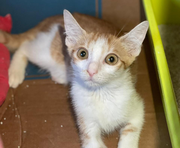 Animals Lebanon Adopt