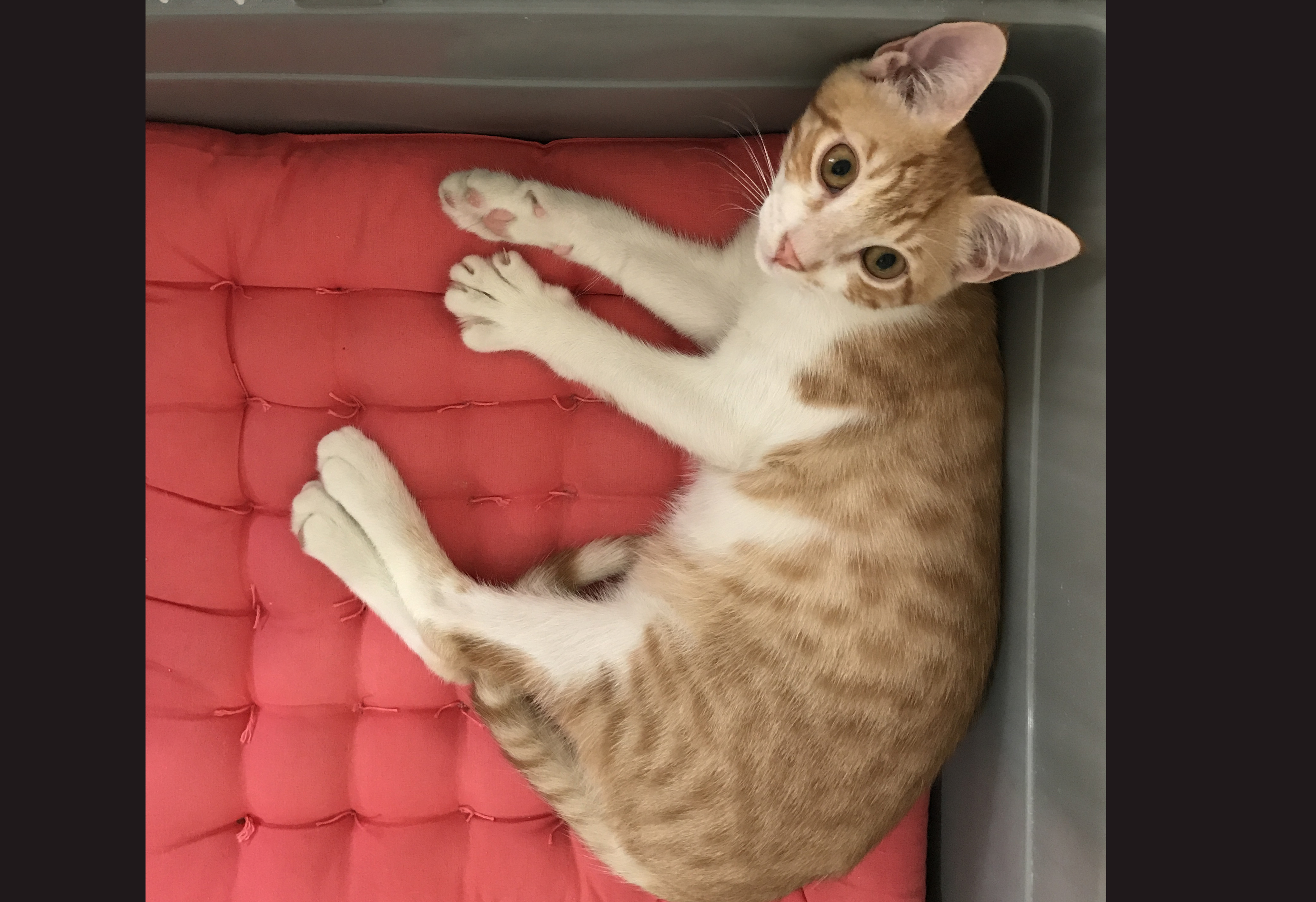 Animals Lebanon Adopt