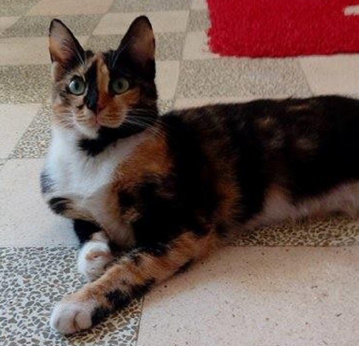 Animals Lebanon Adopt