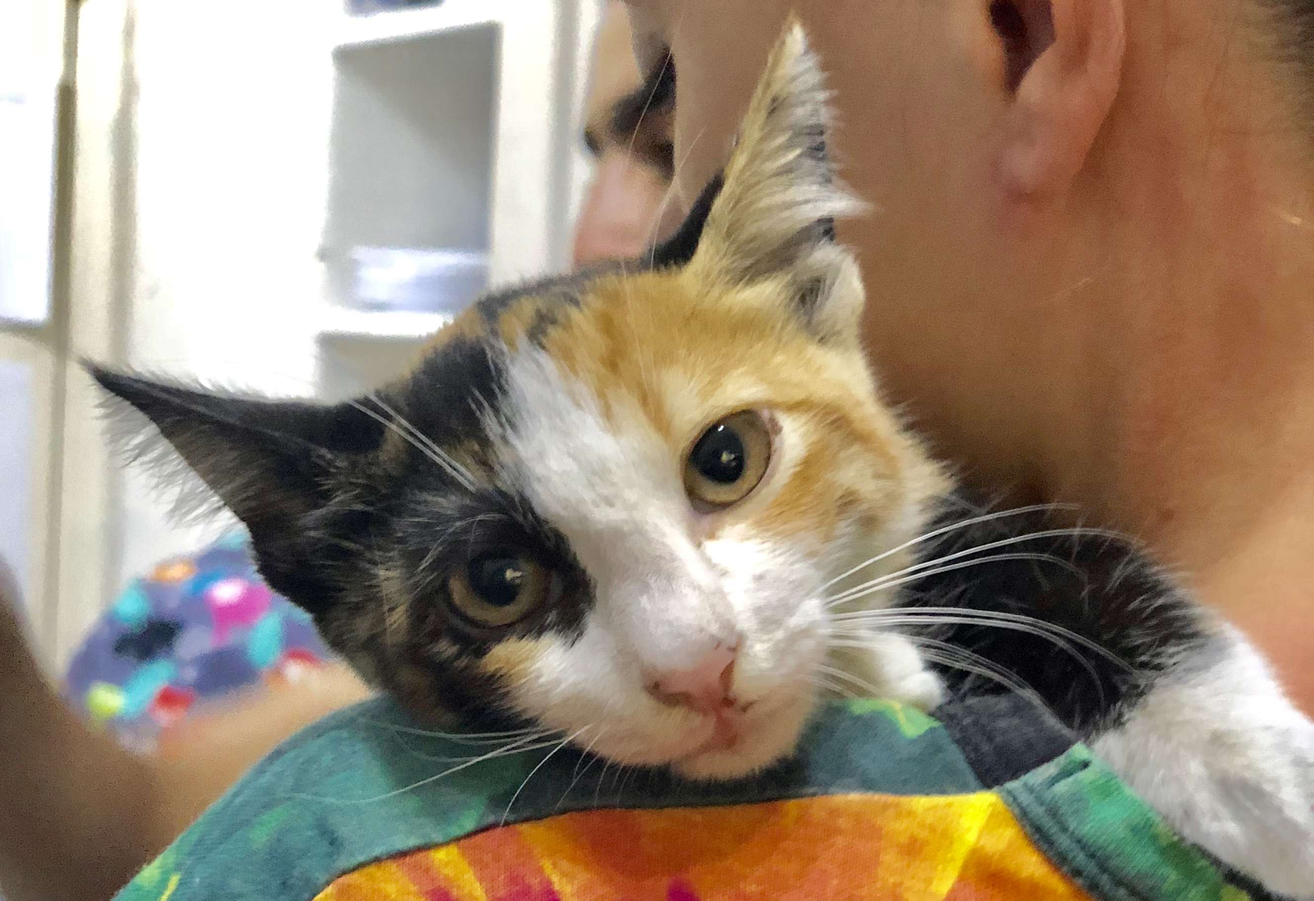 Animals Lebanon Adopt