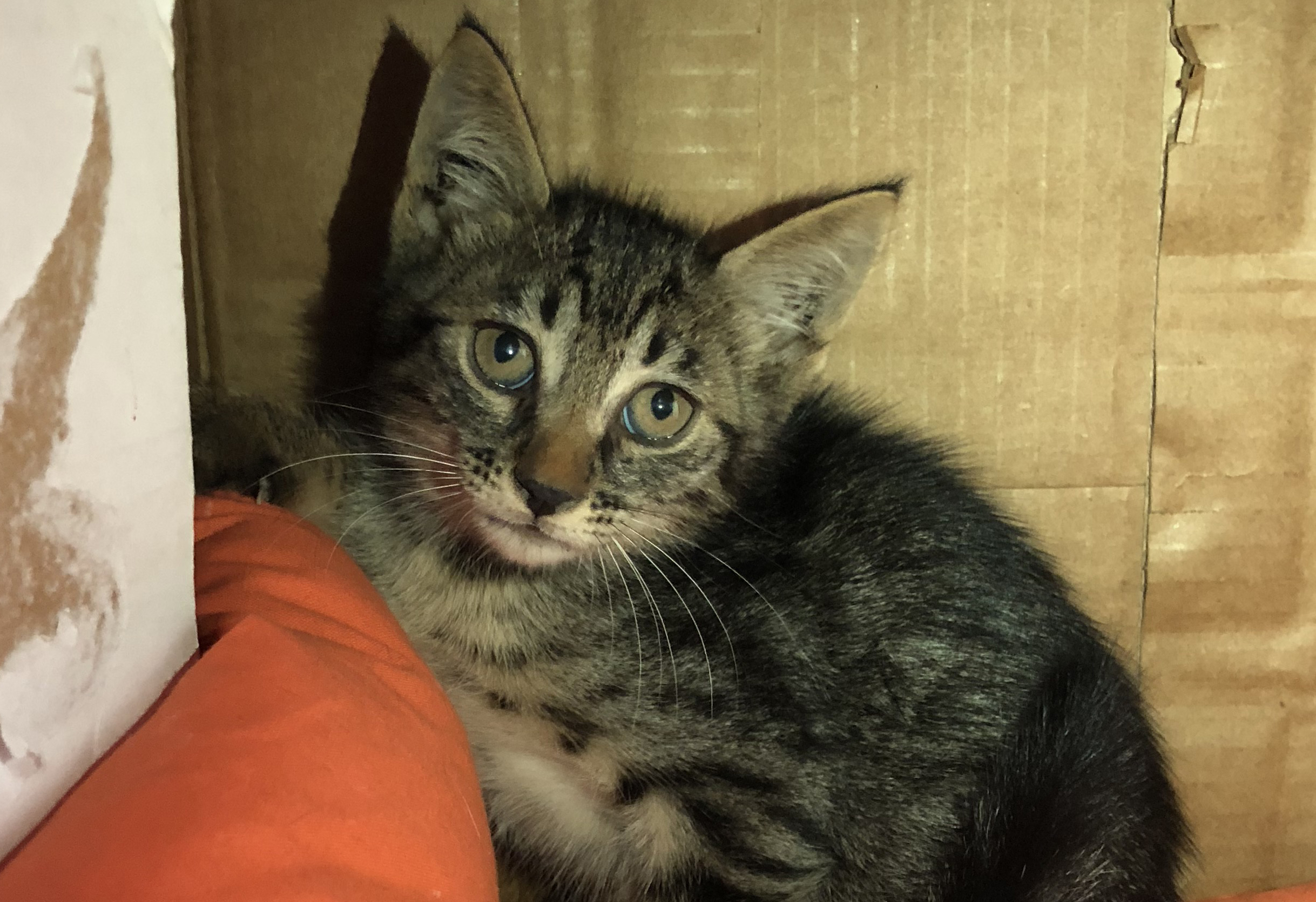 Animals Lebanon Adopt