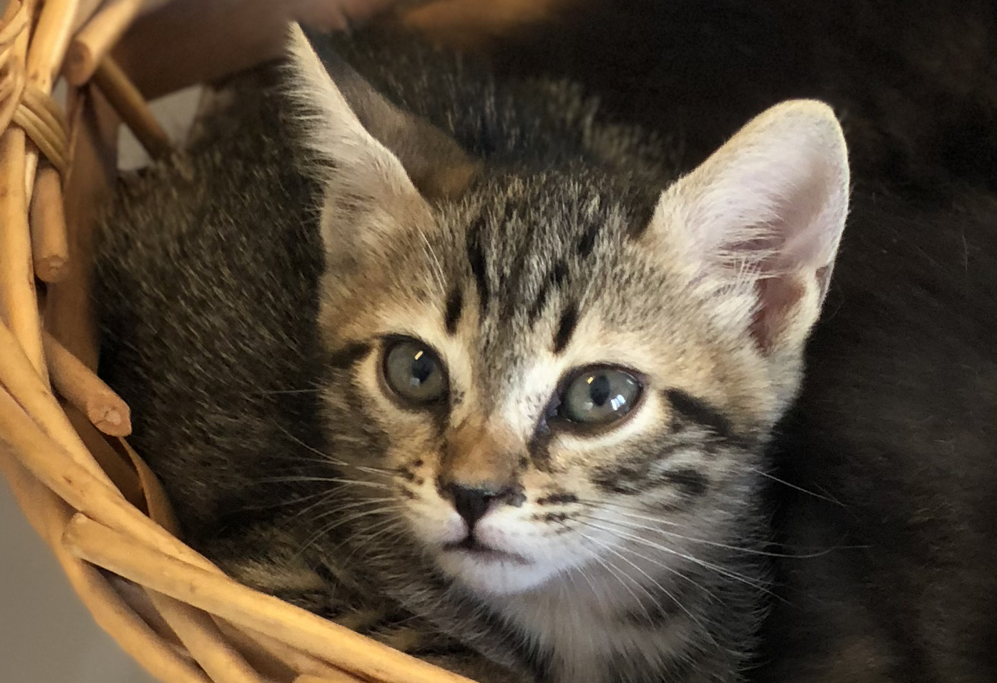 Animals Lebanon Adopt