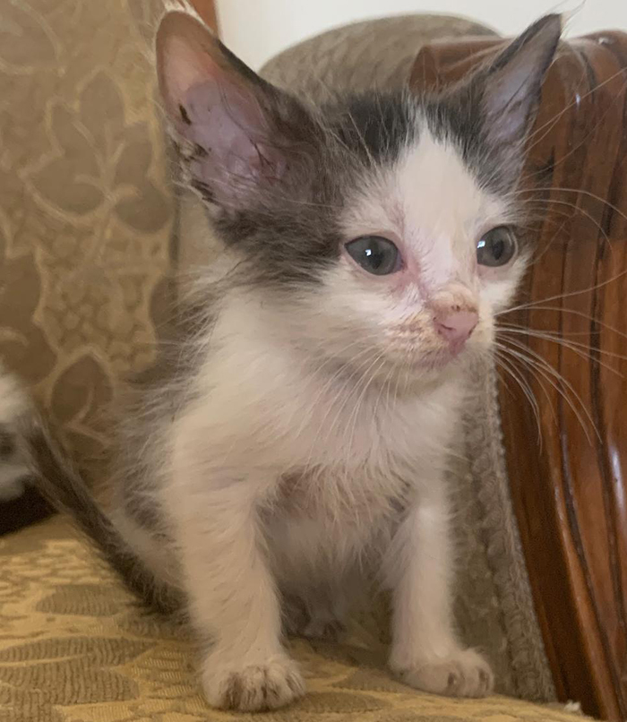 Animals Lebanon Adopt