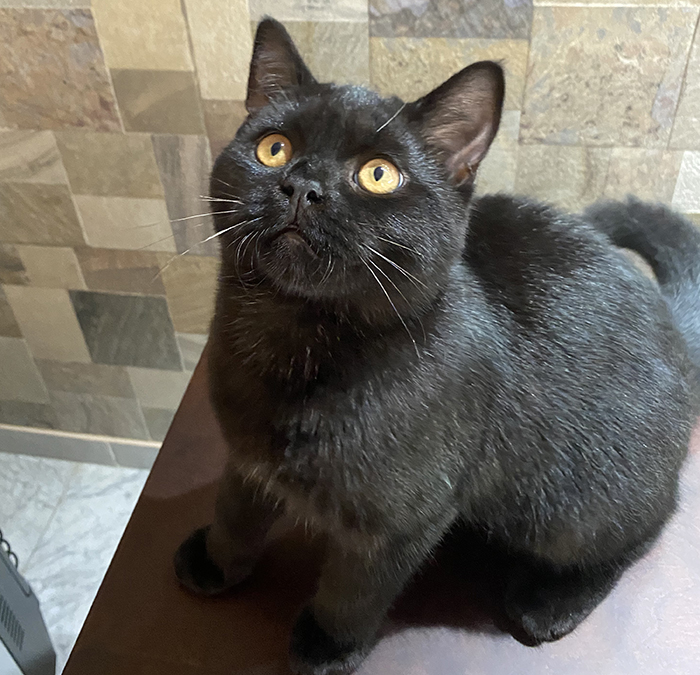 Animals Lebanon Adopt