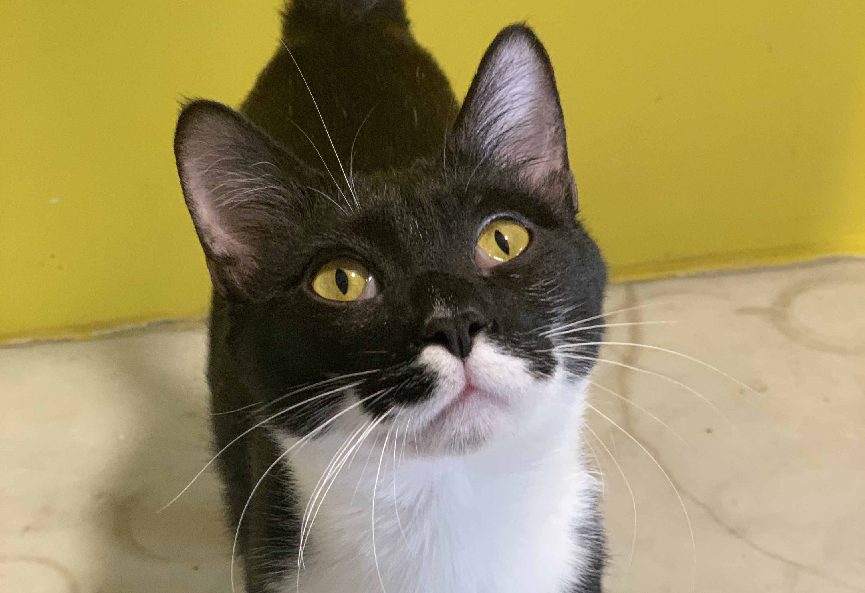 Animals Lebanon Adopt