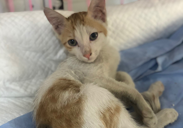 Fcxjlpqeygvgom https www animalslebanon org adopt